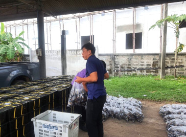 กระจายผลไม้ “มังคุด” พารามิเตอร์รูปภาพ 8